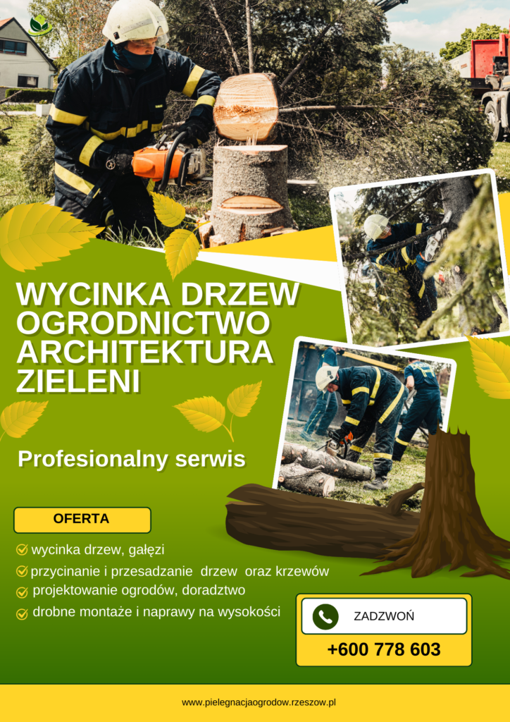 pielęgnacja drzew, wycinka drzew, techniczne cięcie drzew, redukcja koron drzew, zbieranie szyszek,